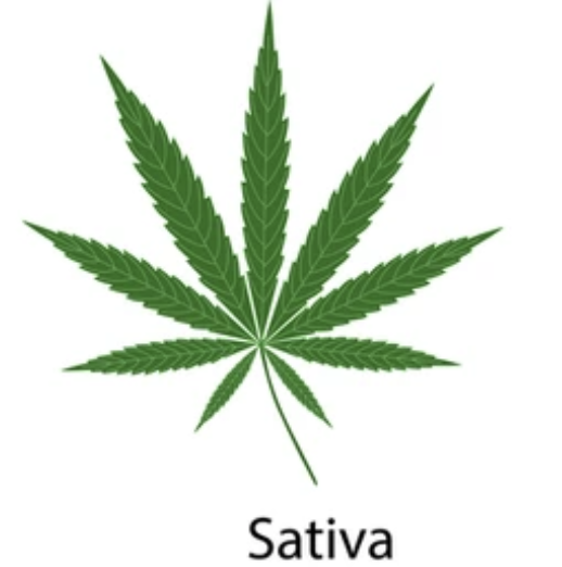 Sativa
